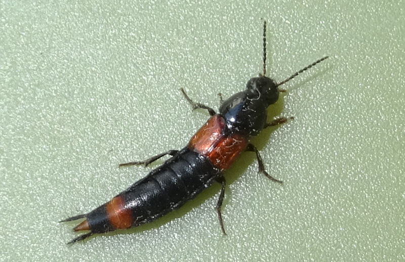 Staphylinidae: Astrapaeus ulmi